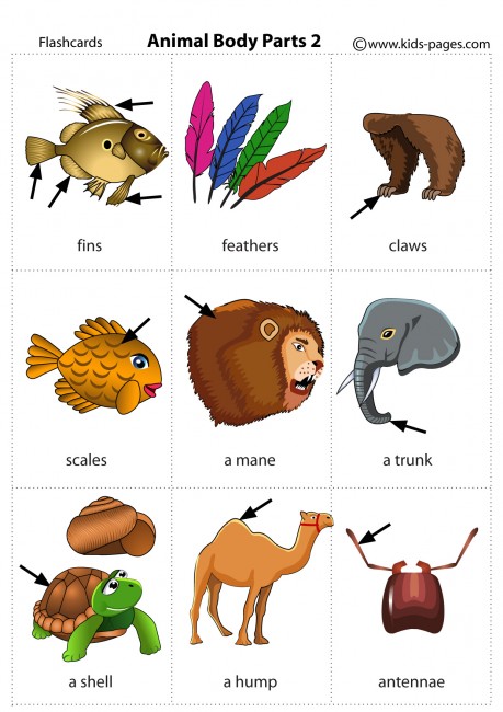 Animal Body Parts 2 flashcard